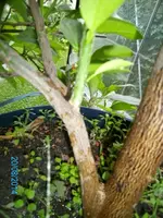 PICT0016 (5).webp