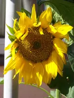 008.webp