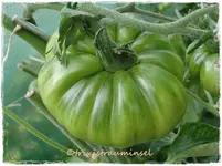 204.webp