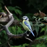 Blaumeise 24.8..webp
