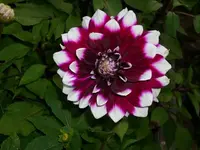 k-DSCI3033.webp