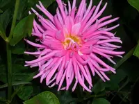 k-DSCI3034.webp