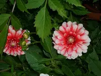 k-DSCI3035.webp