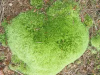 004.webp