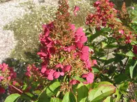 013.webp