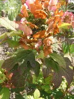 015.webp