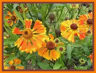 079.webp