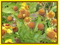 042.webp