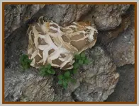 122.webp
