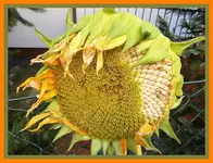 006.webp