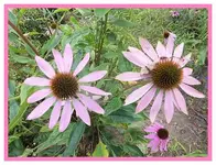 113.webp