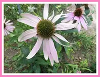 114.webp