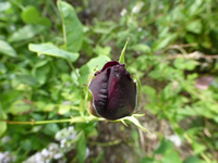 P1190080.webp