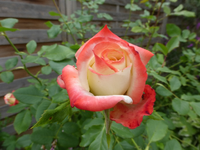 P1190028.webp