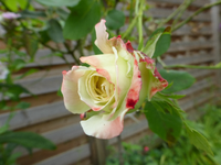 P1190030.webp