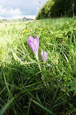 Herbstzeitlose.webp