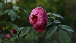 Benjamin Britten.webp