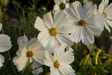 Cosmea.webp