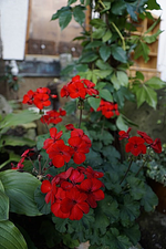 rote  Geranie.webp