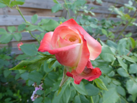 P1190014.webp