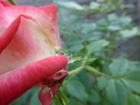 P1190011.webp