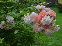 ghislaine.webp