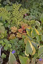 DSC_2321.webp