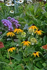 DSC_2309.webp