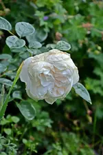 DSC_2308.webp