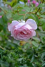 DSC_2310.webp