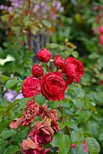 DSC_2311.webp