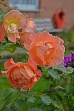 DSC_2314.webp