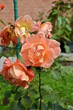 DSC_2315.webp