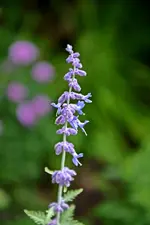 DSC_2305.webp