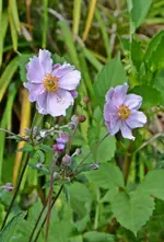 DSC_2330.webp