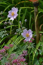DSC_2331.webp