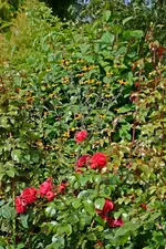 DSC_2338.webp