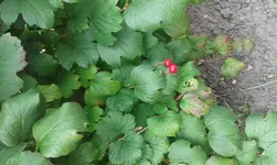 IMG-20140825-WA0001.webp