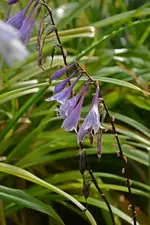 DSC_2318.webp