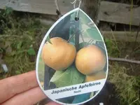 CIMG3332.webp