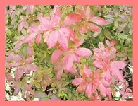 072.webp