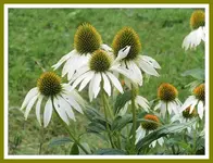 081.webp