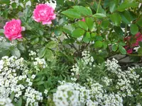 SAM_5272.webp
