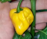 Trinidad Scorpion Moruga Yellow.jpg