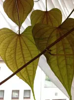 image.webp