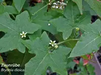 K800_Byonia dioica.webp