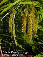 K800_Carex pseudocyperus fr..webp