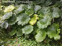 K800_Darmera peltata.webp