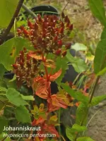 K800_Hypericum perforatum.webp