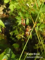 K800_Juncus inflexus.webp